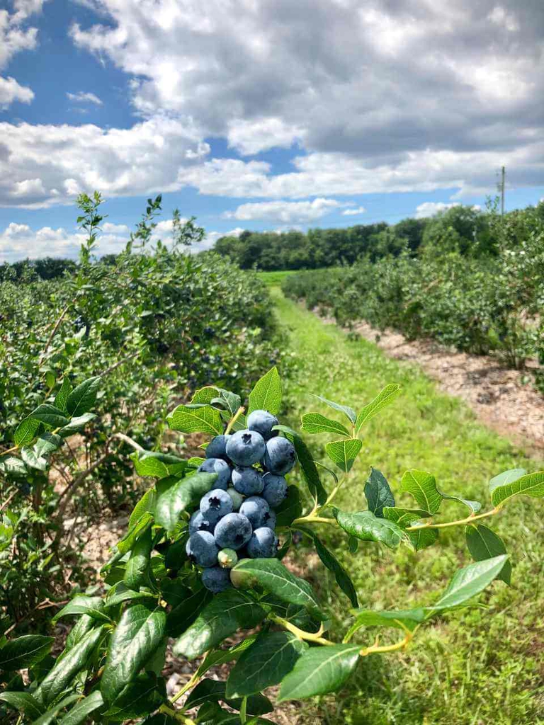 Huge Bennett Blueberries in the sun surrounded by a lush green orchard oasis. 